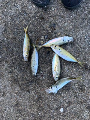 アジ！ガシラ！