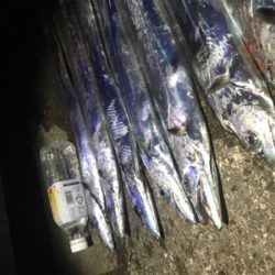 ハマチ 不発　タチウオ好調