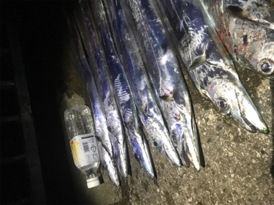 ハマチ 不発　タチウオ好調