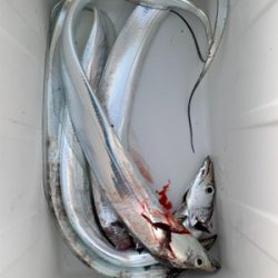 朝の時合い狙い