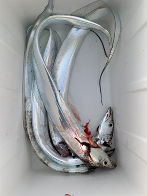 朝の時合い狙い