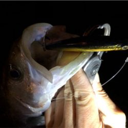 シーバス好活性！