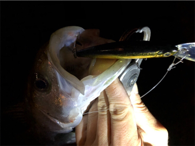 シーバス好活性！