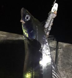 ボチボチです。