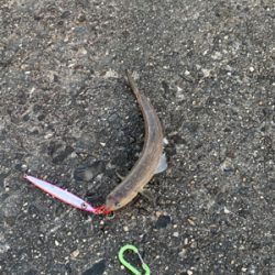 めちゃくちゃ楽しかった!ショアジギング