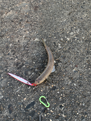 めちゃくちゃ楽しかった!ショアジギング