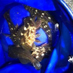 癒し系始まりました