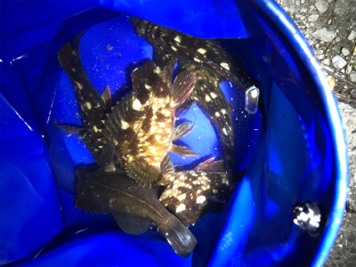 癒し系始まりました