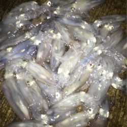 爆釣！？デイゲームからのナイトゲーム♪GUNNING-STYLE