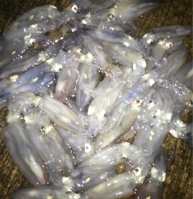 爆釣！？デイゲームからのナイトゲーム♪GU…