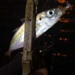 アジング練習 71