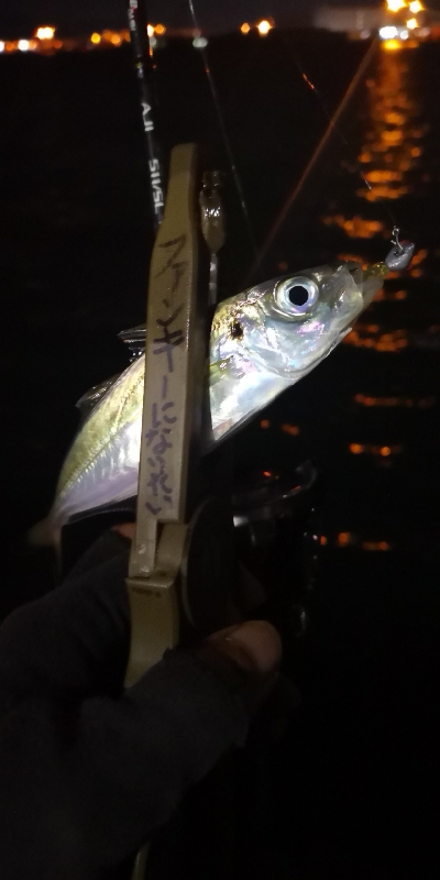 アジング練習 71