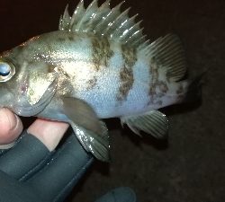 ナイトメバリング