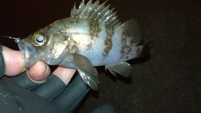 ナイトメバリング