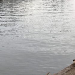 湾奥タチウオ、若潮に苦戦。