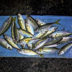 アジング練習 72