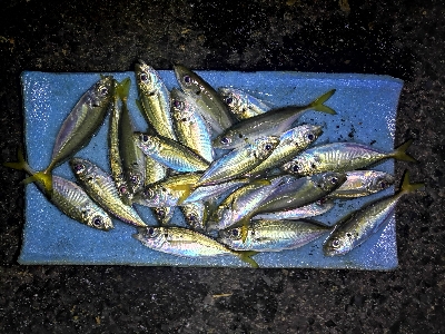 アジング練習 72