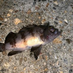 ヒイカ⑩メバル④