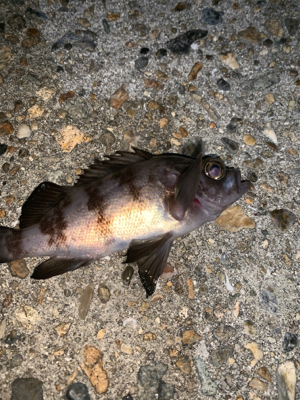 ヒイカ⑩メバル④