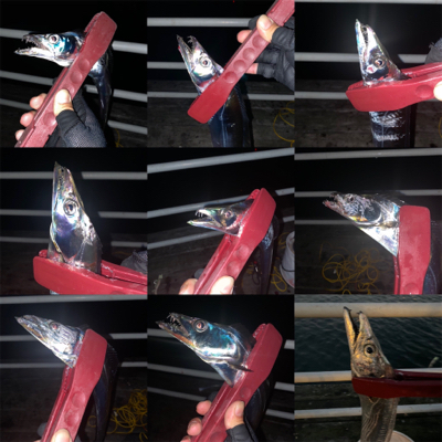 連日つ抜けはならずも陸っぱりドラゴン