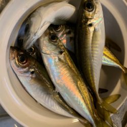 親子で紀州釣り