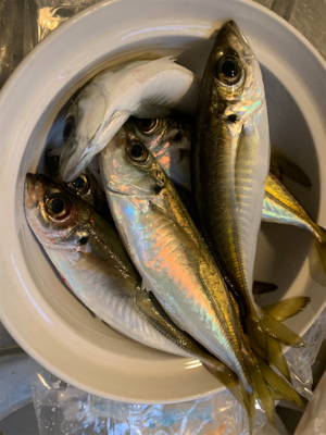 親子で紀州釣り