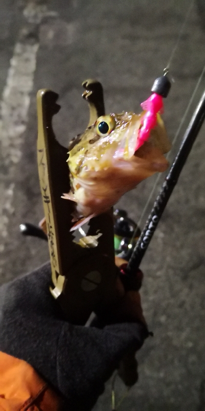 アジング練習 73