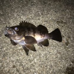 爆風、釣れるやん！