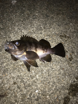 爆風、釣れるやん！