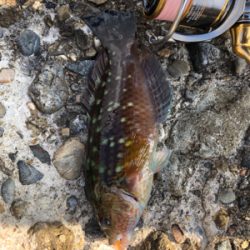 ブラクリでガシラ狙い