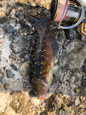 ブラクリでガシラ狙い