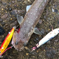 ガシラはあるけど、青物が…