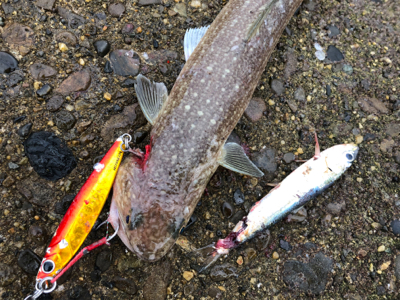 ガシラはあるけど、青物が…