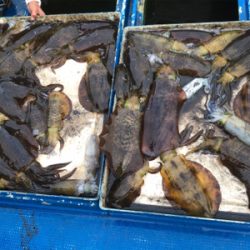 北九州ティップラン爆釣