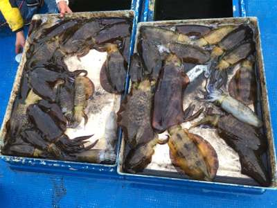 北九州ティップラン爆釣