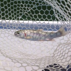 都会の釣り堀 岸和田フィシングパーク