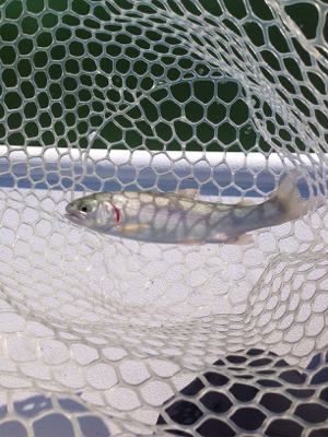 都会の釣り堀 岸和田フィシングパーク