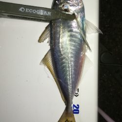 ナイトアジング