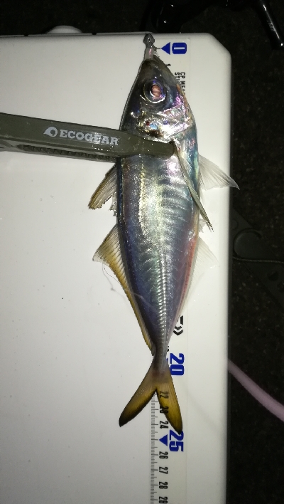 ナイトアジング