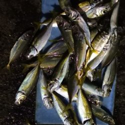 アジング練習 74