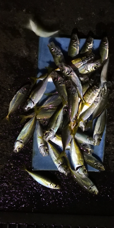 アジング練習 74