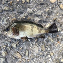 好調デイメバル