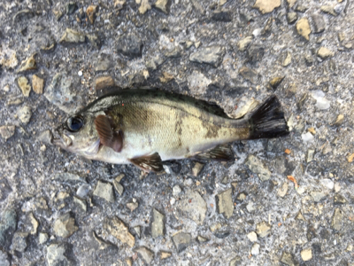 好調デイメバル