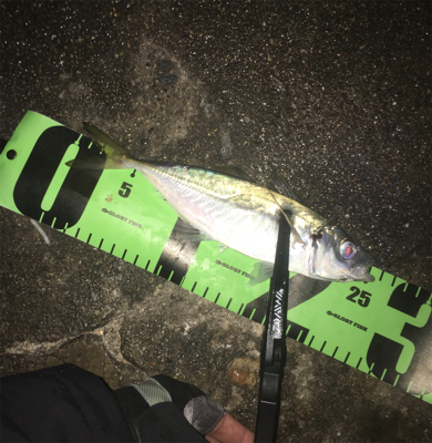 明石アジング☆回遊あるぞ！GUNNING-STYLE