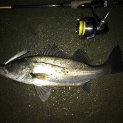 久々シーバス！