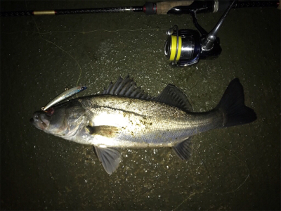 久々シーバス！