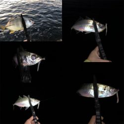 好調!? 湾奥アジング