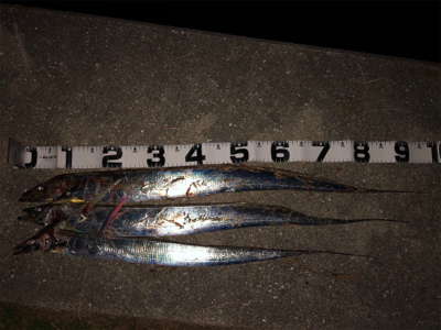 ゆったり流しがコツでした