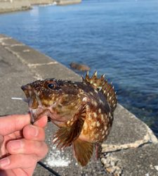 エギングと!月下美人鱗付