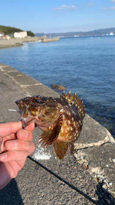 エギングと!月下美人鱗付